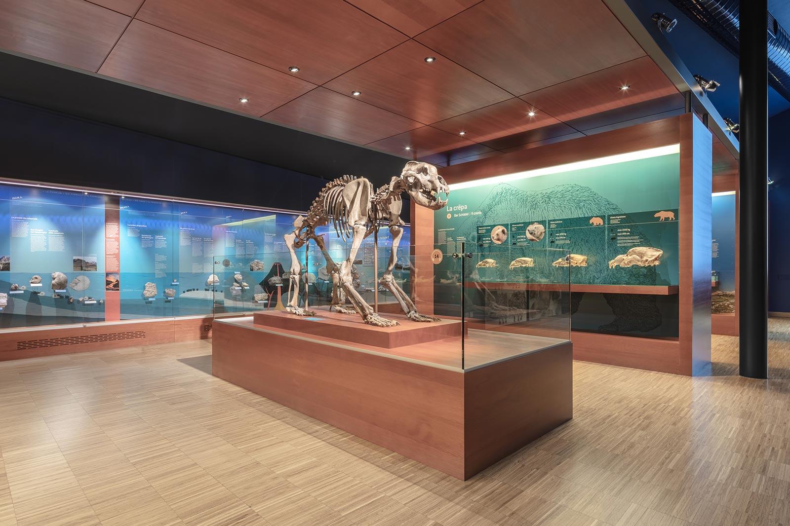 Foto von dem Skelett im Museum.