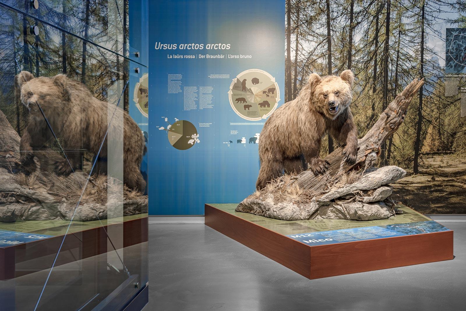 Foto von einem ausgestopften Braun·bären auf einem Baumstumpf.