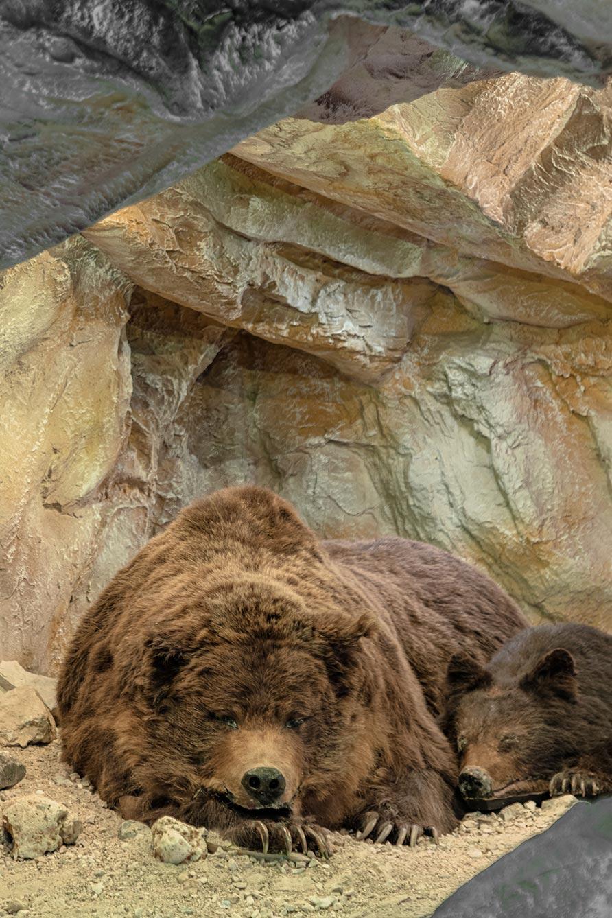 Foto von einer ausgestopften Bärin mit ihrem Jungen in einer Höhle.